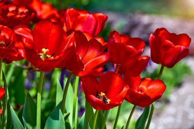 Bahar kırmızı çiçek laleleri. Yeşil yapraklı Hollandalı çiçekler. Güneşli bir gün.