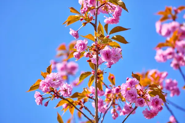 Saf mavi gökyüzündeki ağaç dalında bulunan Sakura pembe çiçekleri. Asya 'da bahar mevsimi çiçek açıyor. Japon çiçeği. Metin için çalışma alanı.