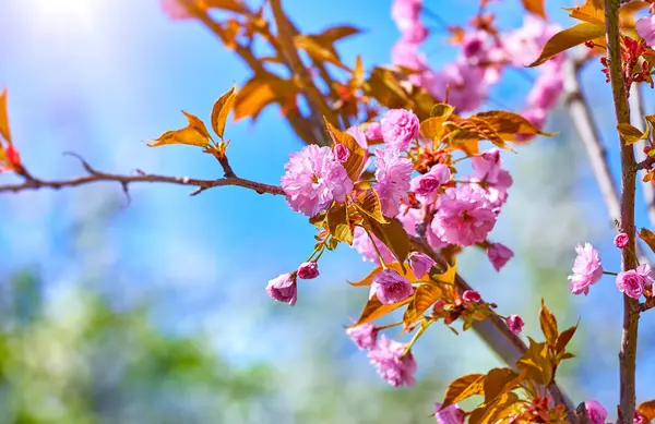 Mavi gökyüzündeki ağaç dalında bulunan Sakura pembe çiçekleri. Asya 'da bahar mevsimi çiçek açıyor. Japon çiçeği. Metin için çalışma alanı.