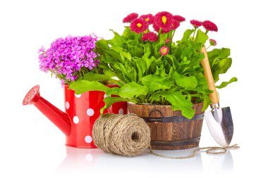 Bahçedeki aletlerle, kürekle, sulama tenekesiyle, iple kırsal alanda bahar çiçekleri. Çiçekçilik ve bahçe tasarımı. Beyaz arkaplanda izole.