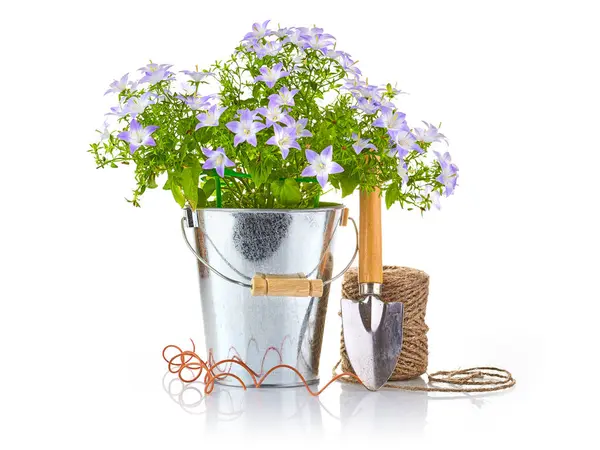 Bahçe aletleri, kürek ve iple metal kovada bahar çiçekleri. Çiçek açma ve bahçe tasarım elementleri. Beyaz arkaplanda izole.