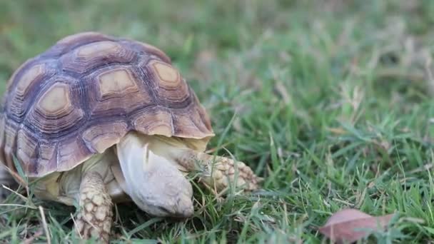 Clips Video Schildpad Dier Beweging Langzaam Eten Vers Gras — Stockvideo
