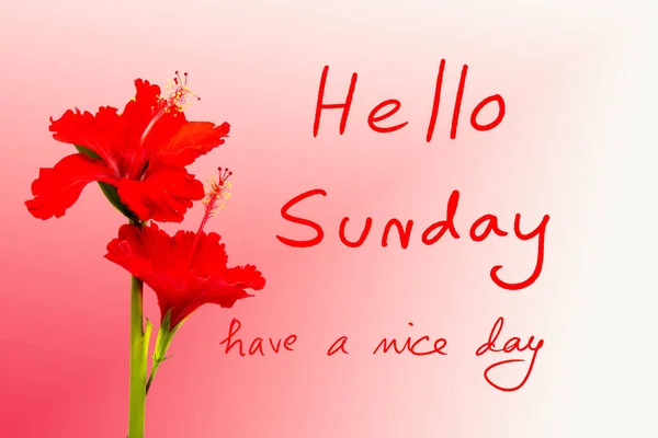 Hello Sunday Have Nice Day Message Card Password Red Flowers — стоковое фото