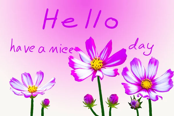 こんにちは素敵な一日のメッセージカードの手書き花の宇宙配置フラットレイポストカードスタイルの背景ピンク — ストック写真