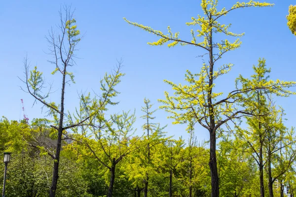 Pozadí Textura Příroda Strom Modrou Oblohou Zahradě Veřejného Parku — Stock fotografie