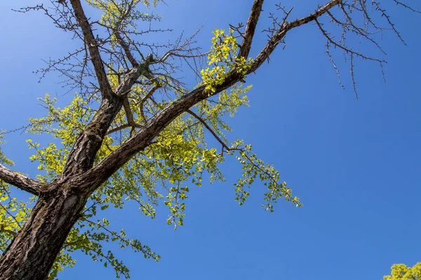 Hintergrund Textur Natur Baumkrone Mit Blauem Himmel Öffentlichen Park Garten — Stockfoto