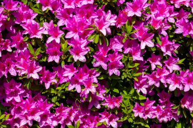 arka plan dokusu doğa rengarenk çiçekler bahçe parkında yasaktır