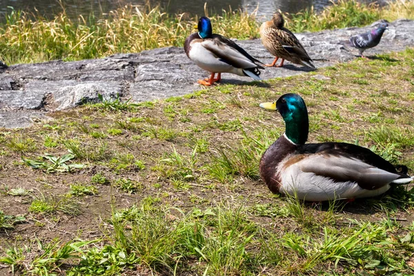 Texture Fond Canard Animal Debout Lac Parc Poblic Printemps — Photo