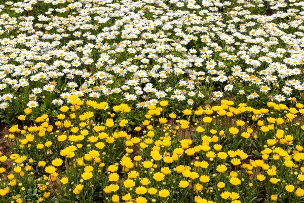 Tło Tekstury Natura Żółty Białe Kwiaty Ogrodzie Lokalnych Flory — Zdjęcie stockowe