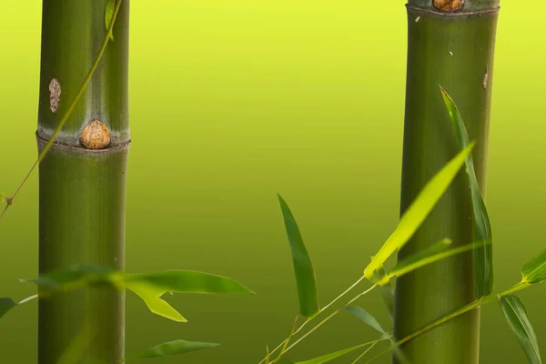 Bakgrund Struktur Natur Bambu Träd Med Blad Växtbaserade Flora Asiatiska — Stockfoto