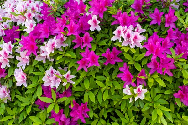 stock image backround texture nature colorful flowers hibiscus at garden park