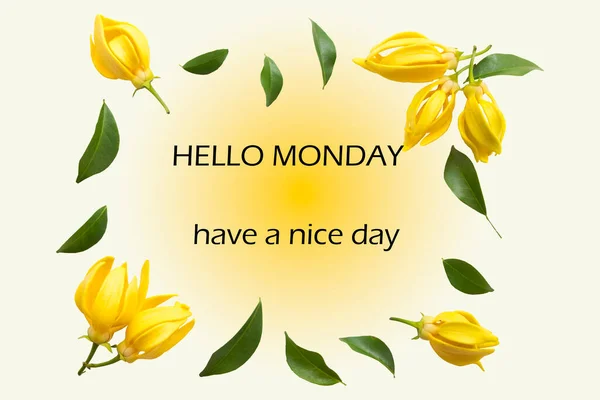 hello monday have a nice day message card with yellow flowers ylang ylang arrangement flat lay postcard style on background yellow