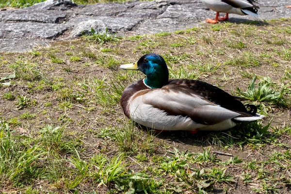 Hintergrund Textur Tier Ente Stehend See Poblic Park Frühling Saison — Stockfoto