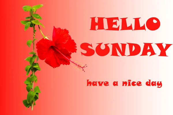 hello sunday have a nice day message card with flowers hibiscus arrangement flat lay postcard style on background red