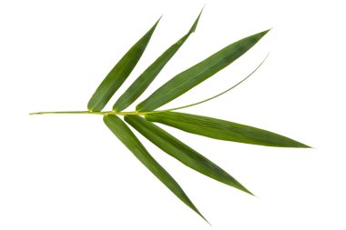Bambu yaprağı düzenleme düz arka plan beyaz üzerine uzanan kartpostal biçimi 
