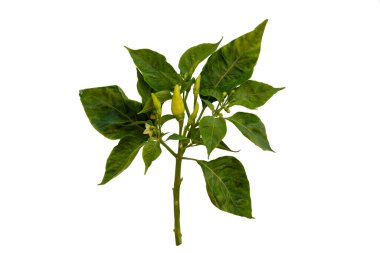 biber ve yaprak sebzeler bitkisel taze yiyecekler arka planda düz bir şekil oluşturur. 