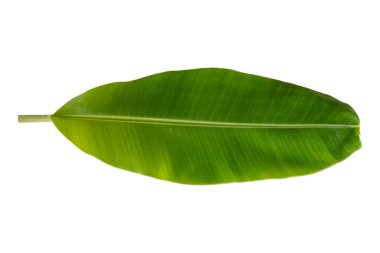 muz yaprağı düzenleme düz arkaplan beyaz üzerine yatar 