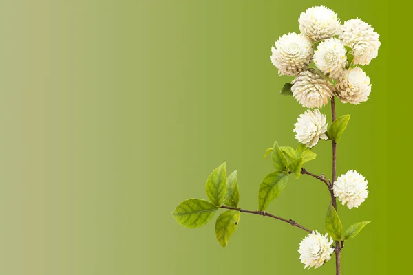 Vit Glob Amarnath Blommor Lokal Flora Asien Arrangemang Platt Låg — Stockfoto