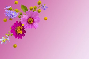 Pembe çiçekler kozmos yerel flora düzenleme düz arka plan pembe üzerine yatıyordu kartpostal tarzı