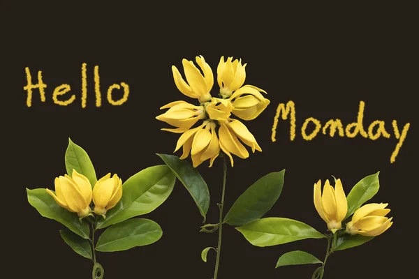 Olá Segunda Feira Mensagem Cartão Caligrafia Com Flores Amarelas Ylang — Fotografia de Stock