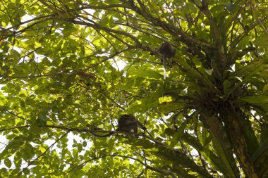 Arka plan dokusu halk parkı bahçesinde maymunlu ağaç tepesi