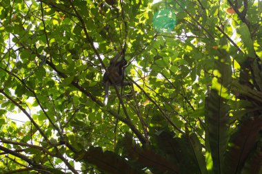 Arka plan dokusu halk parkı bahçesinde maymunlu ağaç tepesi