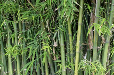 arkaplan dokusu doğa bambu ağacı bahçe bitkisi Asya bitkisi