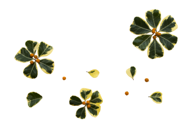 Renkli yeşil yaprak düzenleme düzleştirilmiş çiçek biçimi 