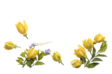 sarı çiçekler ylang ylang yerel flora Asya düzenleme düz kartpostal tarzı 