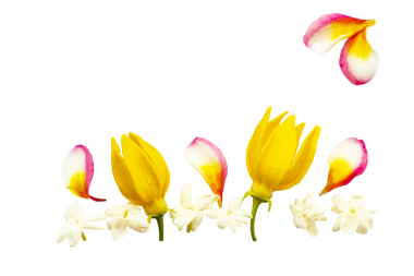 Sarı çiçekler ylang ylang, yasemin ve yaprak frangipani düzenleme düz kartpostal tarzı 