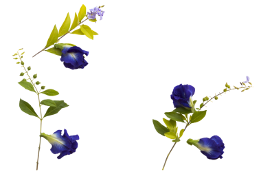 Mavi çiçekler kelebek bezelye yerel Asya çiçek düzenleme düz yatıyordu kartpostal tarzı