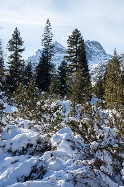 Удивительный Зимний Пейзаж Горы Рила Возле Малевица Болгария — стоковое фото