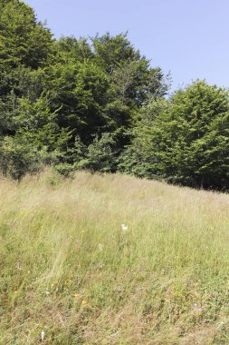 Bulgaristan 'ın Pernik Bölgesi, Kamenititsa zirvesi yakınlarındaki Erul dağının yaz manzarası