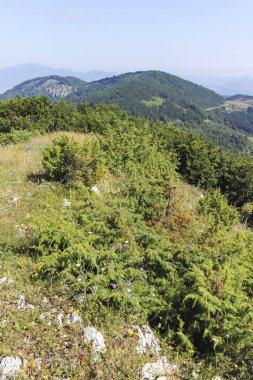 Bulgaristan 'ın Pernik Bölgesi, Kamenititsa zirvesi yakınlarındaki Erul dağının yaz manzarası