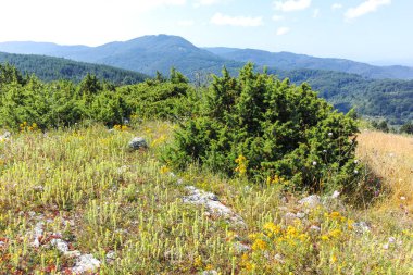 Bulgaristan 'ın Pernik Bölgesi, Kamenititsa zirvesi yakınlarındaki Erul dağının yaz manzarası