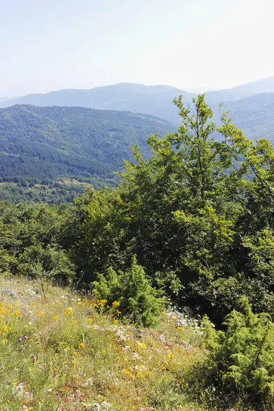 Bulgaristan 'ın Pernik Bölgesi, Kamenititsa zirvesi yakınlarındaki Erul dağının yaz manzarası