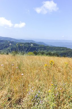 Bulgaristan 'ın Pernik Bölgesi, Kamenititsa zirvesi yakınlarındaki Erul dağının yaz manzarası