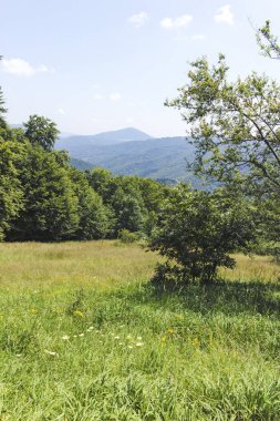Bulgaristan 'ın Pernik Bölgesi, Kamenititsa zirvesi yakınlarındaki Erul dağının yaz manzarası