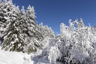 Vitosha Dağı 'nın kış manzarası, Sofya Şehir Bölgesi, Bulgaristan