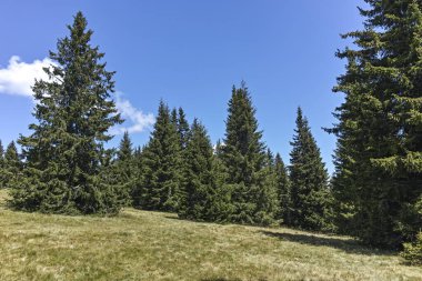 Bulgaristan 'ın Smolyan Bölgesi' nin Snezhanka zirvesi yakınlarındaki Rodop Dağlarının yaz manzarası
