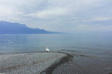 VEVEY, SWitzERLAND - 19 Haziran 2023 Vevey kasabasından Cenevre Gölü, Vaud Kantonu, İsviçre