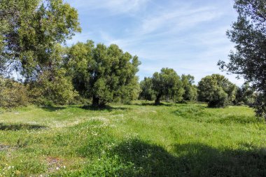 Kastri Sahili yakınlarındaki Sithonia kıyı şeridi, Chalkidiki, Orta Makedonya, Yunanistan