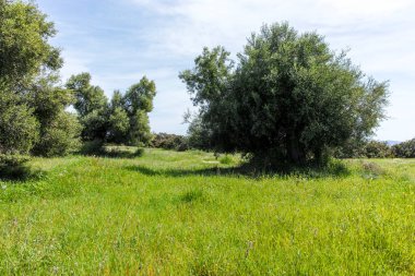Kastri Sahili yakınlarındaki Sithonia kıyı şeridi, Chalkidiki, Orta Makedonya, Yunanistan