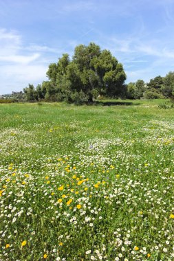 Kastri Sahili yakınlarındaki Sithonia kıyı şeridi, Chalkidiki, Orta Makedonya, Yunanistan