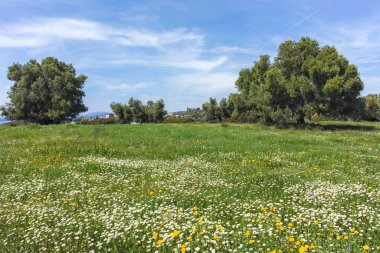 Kastri Sahili yakınlarındaki Sithonia kıyı şeridi, Chalkidiki, Orta Makedonya, Yunanistan