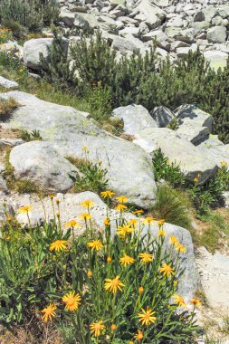 Bulgaristan 'ın Banderitsa Bölgesi yakınlarındaki Pirin Dağı' nın Şaşırtıcı Manzarası
