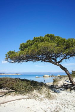 Karydi Sahili yakınlarındaki Sithonia kıyı şeridi, Chalkidiki, Orta Makedonya, Yunanistan