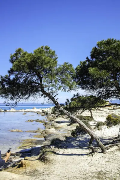 Karydi Sahili yakınlarındaki Sithonia kıyı şeridi, Chalkidiki, Orta Makedonya, Yunanistan