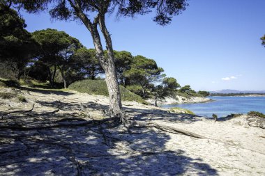 Karydi Sahili yakınlarındaki Sithonia kıyı şeridi, Chalkidiki, Orta Makedonya, Yunanistan