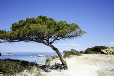 Karydi Sahili yakınlarındaki Sithonia kıyı şeridi, Chalkidiki, Orta Makedonya, Yunanistan